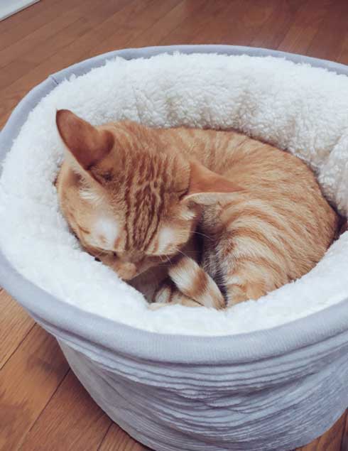 ニトリ ベッド お風呂でそのまま寝ちゃった子 猫 あお向け ピッタリ かわいい 天使