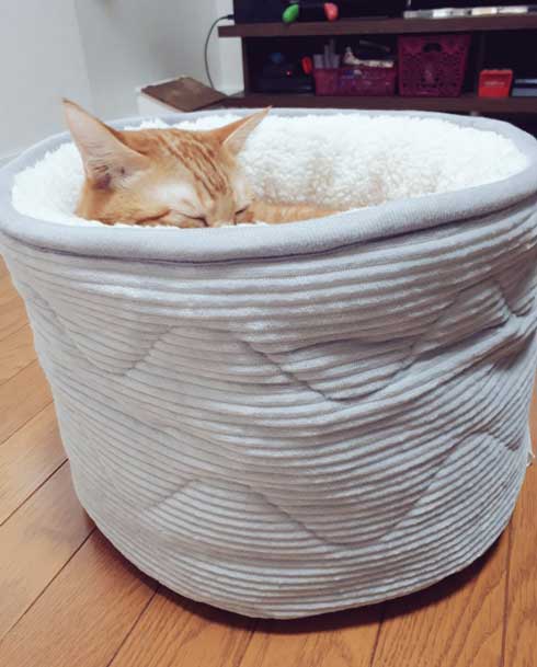 ニトリ ベッド お風呂でそのまま寝ちゃった子 猫 あお向け ピッタリ かわいい 天使
