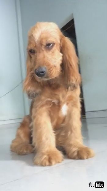 眠そうなわんこ