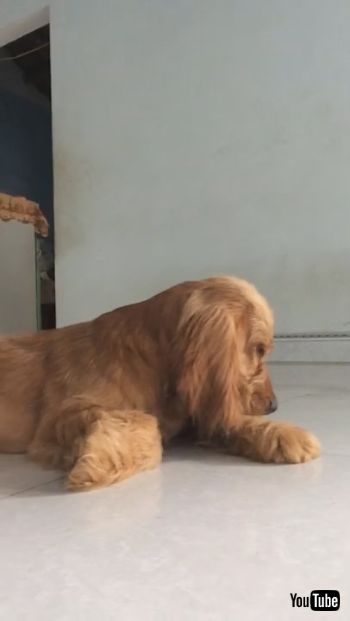 眠そうなわんこ