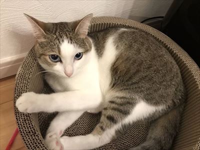 猫のつみれちゃん