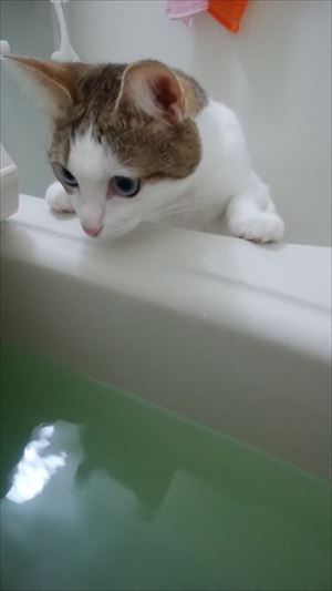 猫のつみれちゃん