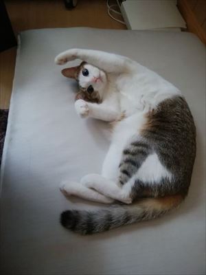 猫のつみれちゃん