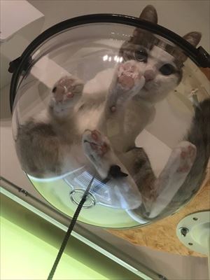 猫のつみれちゃん