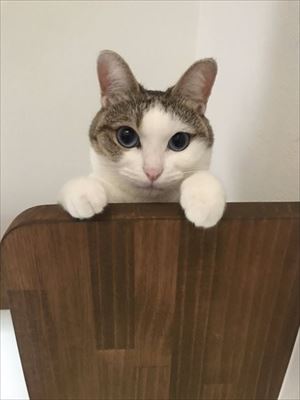 猫のつみれちゃん