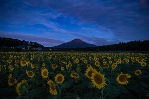 夏の花 ひまわり ヒャクニチソウ 写真 百日草 ヒマワリ 向日葵