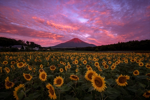 夏の花 ひまわり ヒャクニチソウ 写真 百日草 ヒマワリ 向日葵