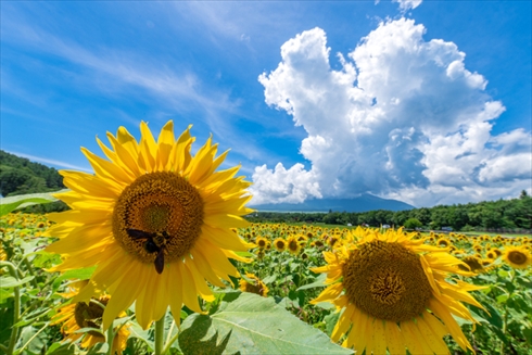 夏の花 ひまわり ヒャクニチソウ 写真 百日草 ヒマワリ 向日葵