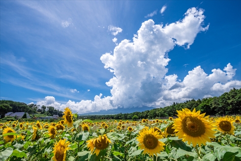 夏の花 ひまわり ヒャクニチソウ 写真 百日草 ヒマワリ 向日葵