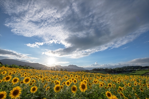 夏の花 ひまわり ヒャクニチソウ 写真 百日草 ヒマワリ 向日葵