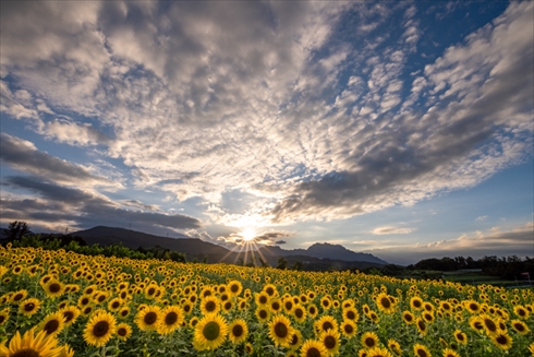 夏の花 ひまわり ヒャクニチソウ 写真 百日草 ヒマワリ 向日葵