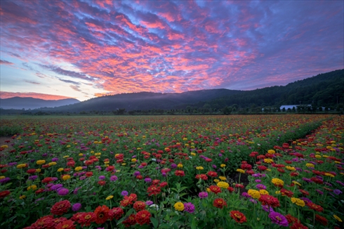 夏の花 ひまわり ヒャクニチソウ 写真 百日草 ヒマワリ 向日葵