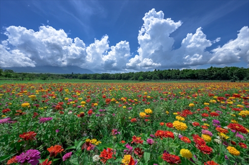 夏の花 ひまわり ヒャクニチソウ 写真 百日草 ヒマワリ 向日葵