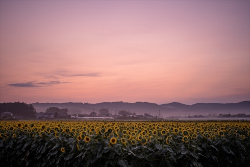 夏の花 ひまわり ヒャクニチソウ 写真 百日草 ヒマワリ 向日葵
