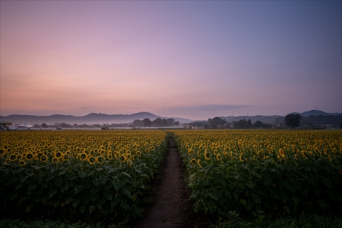 夏の花 ひまわり ヒャクニチソウ 写真 百日草 ヒマワリ 向日葵