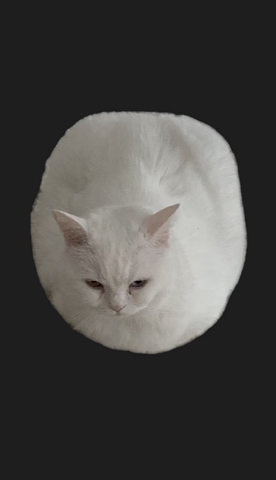 完璧な香箱座り