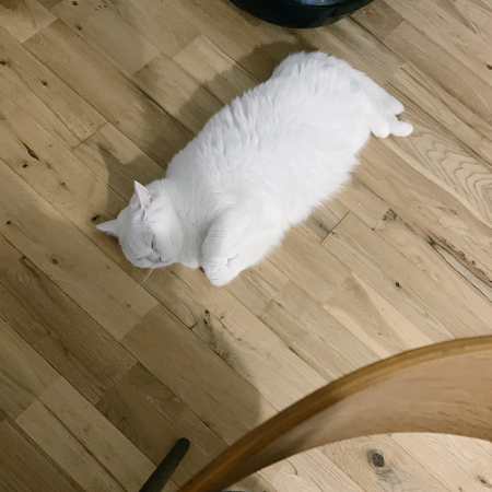 四角いてふさん