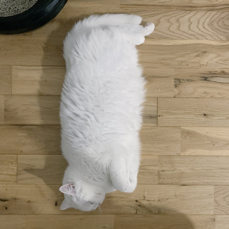 四角いてふさんアップ