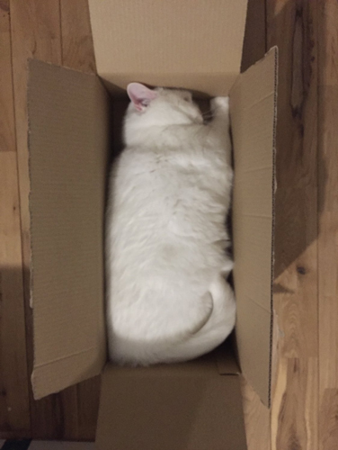 パウンドケーキてふさん