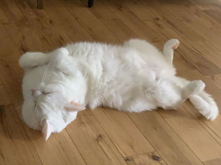 四角いてふさんの開き