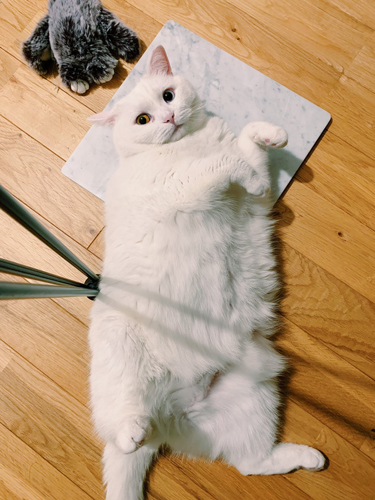 へそ天てふさん