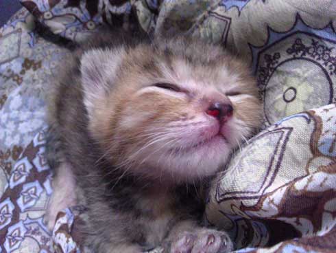 この夏体験した お化け 漫画 猫 姪っ子 見える 亡くなった 心霊現象 救われた