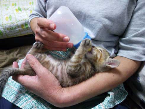 この夏体験した お化け 漫画 猫 姪っ子 見える 亡くなった 心霊現象 救われた