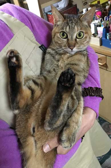 この夏体験した お化け 漫画 猫 姪っ子 見える 亡くなった 心霊現象 救われた