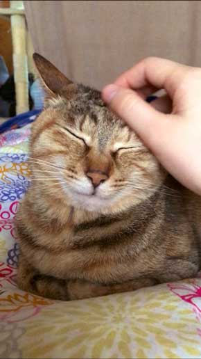 この夏体験した お化け 漫画 猫 姪っ子 見える 亡くなった 心霊現象 救われた