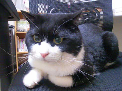 この夏体験した お化け 漫画 猫 姪っ子 見える 亡くなった 心霊現象 救われた