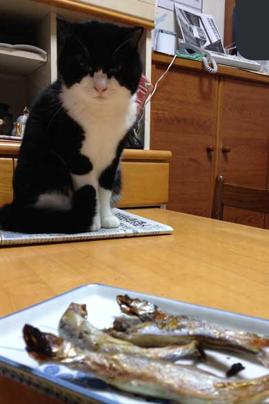 この夏体験した お化け 漫画 猫 姪っ子 見える 亡くなった 心霊現象 救われた