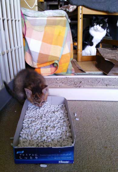 この夏体験した お化け 漫画 猫 姪っ子 見える 亡くなった 心霊現象 救われた