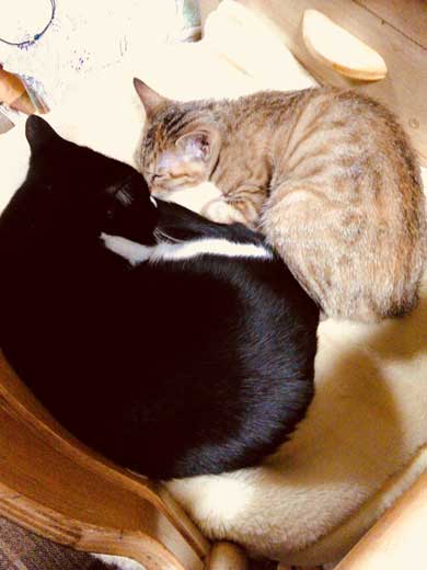 この夏体験した お化け 漫画 猫 姪っ子 見える 亡くなった 心霊現象 救われた