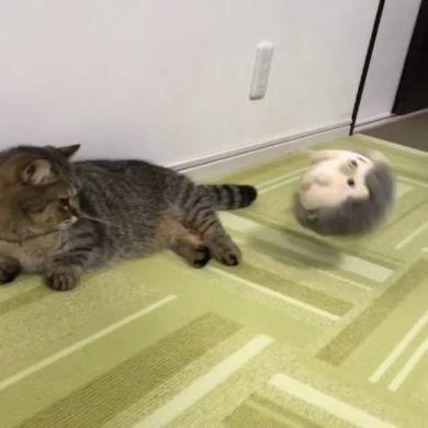 猫 マンチカン トニオ 小鉄