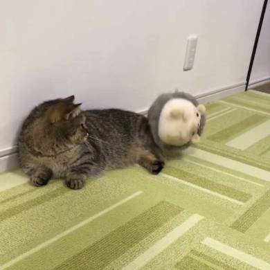 猫 マンチカン トニオ 小鉄