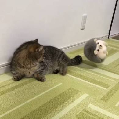 猫 マンチカン トニオ 小鉄