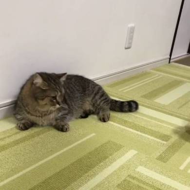 猫 マンチカン トニオ 小鉄