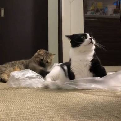 猫 マンチカン トニオ 小鉄