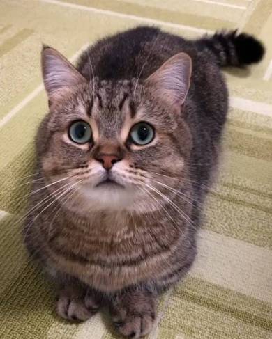 猫 マンチカン トニオ 小鉄