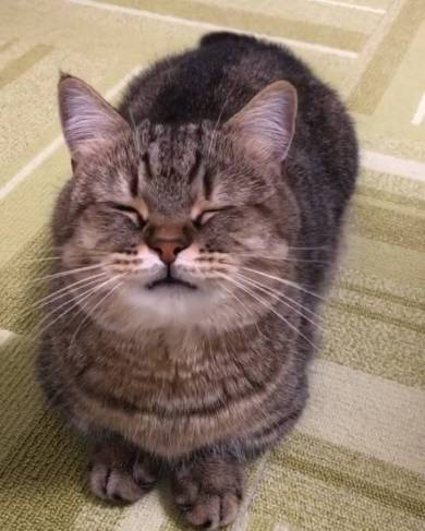 猫 マンチカン トニオ 小鉄