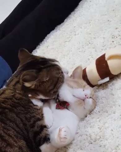 フィリップ王子 オーロラ姫 猫 ラブラブ グルーミング 毛づくろい Instagram マンチカン カップル