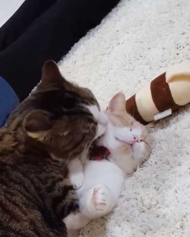 フィリップ王子 オーロラ姫 猫 ラブラブ グルーミング 毛づくろい Instagram マンチカン カップル