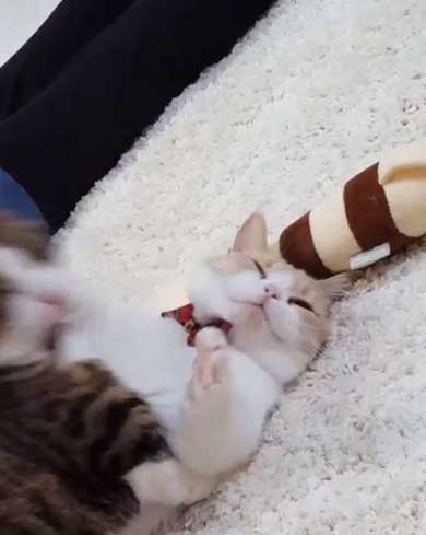 フィリップ王子 オーロラ姫 猫 ラブラブ グルーミング 毛づくろい Instagram マンチカン カップル