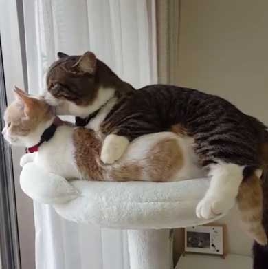 猫カップル