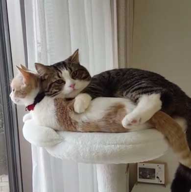 なかよし 猫