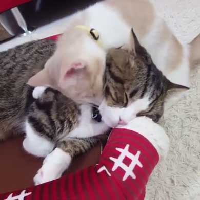 フィリップ王子 オーロラ姫 猫 ラブラブ グルーミング 毛づくろい Instagram マンチカン カップル