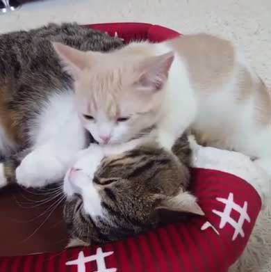 フィリップ王子 オーロラ姫 猫 ラブラブ グルーミング 毛づくろい Instagram マンチカン カップル