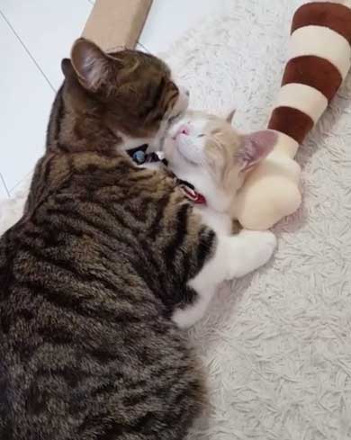 フィリップ王子 オーロラ姫 猫 ラブラブ グルーミング 毛づくろい Instagram マンチカン カップル