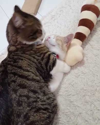 フィリップ王子 オーロラ姫 猫 ラブラブ グルーミング 毛づくろい Instagram マンチカン カップル