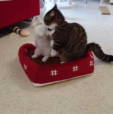 フィリップ王子 オーロラ姫 猫 ラブラブ グルーミング 毛づくろい Instagram マンチカン カップル